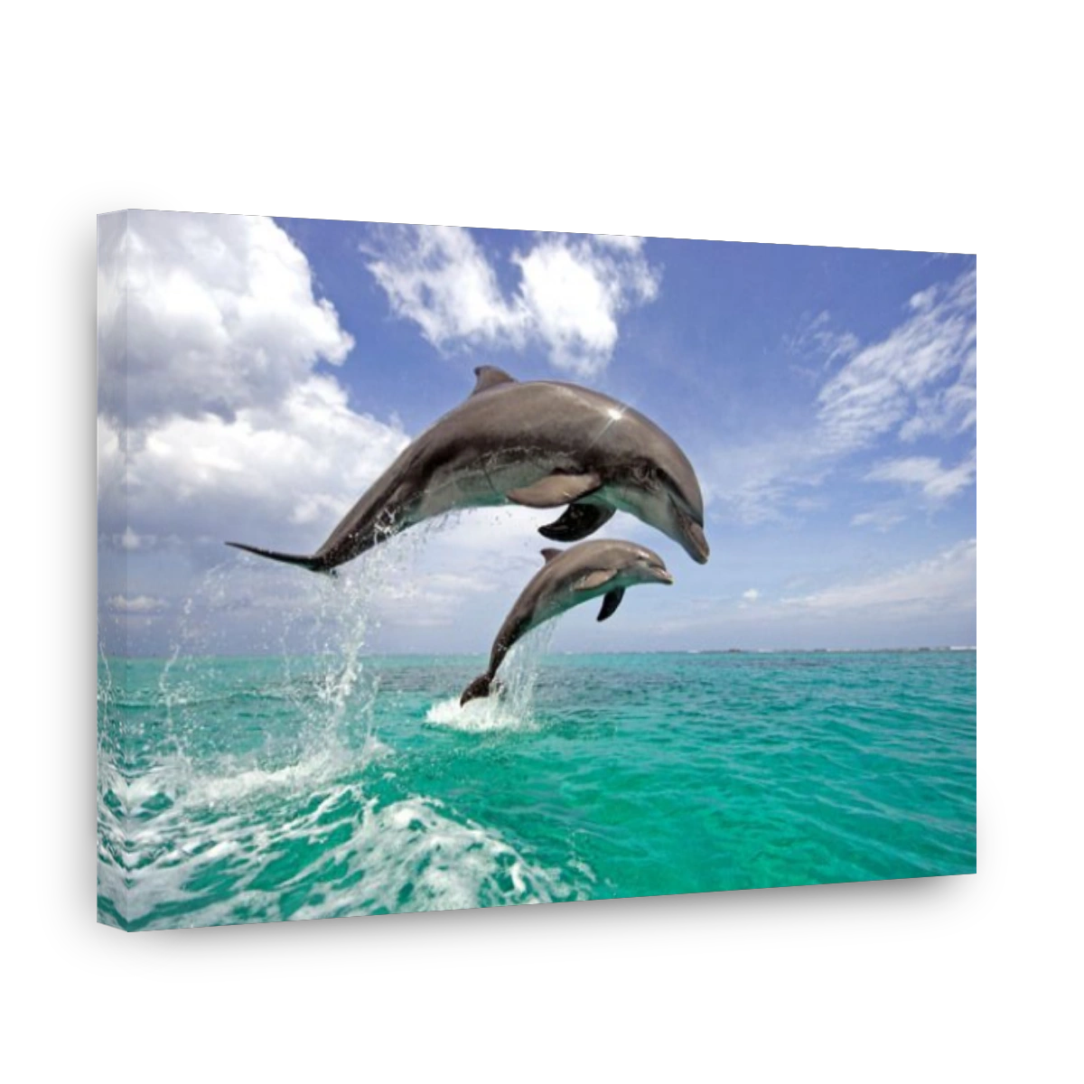 Common Bottlenose Dolphin (Tursiops truncatus), pair, adult, jumping out of the water, Caribbean, Roatan, Honduras, Central Ame