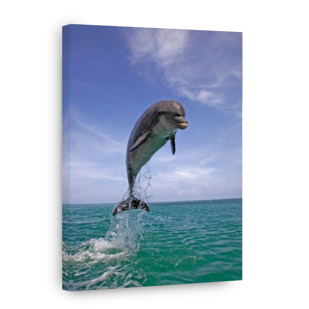 Bottlenose Dolphin (Tursiops truncatus) leaping out of the water, Caribbean, Roatán, Honduras, Central America