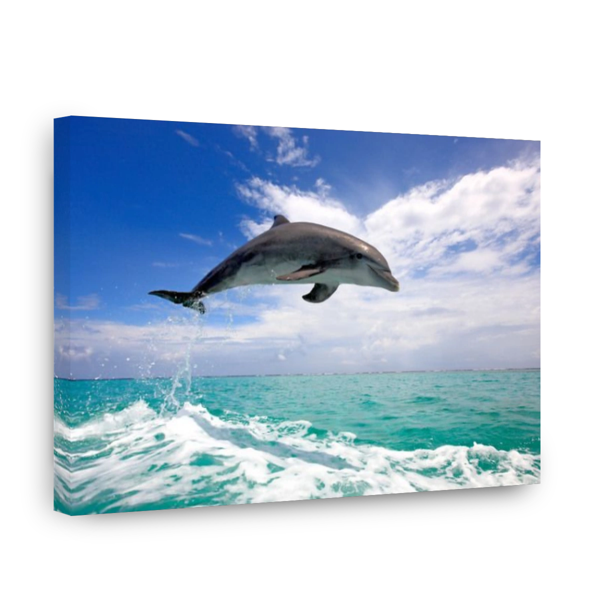 Bottlenose Dolphin (Tursiops truncatus), adult, jumping out of the sea, Roatan, Honduras, Caribbean, Central America
