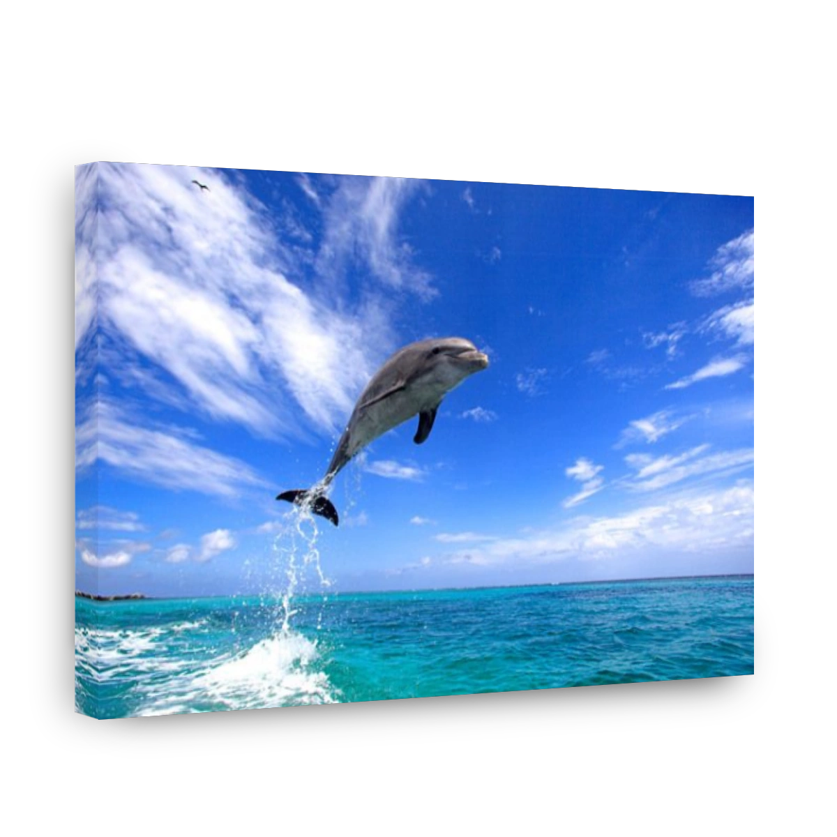 Bottlenose Dolphin (Tursiops truncatus), adult, jumping out of the sea, Roatan, Honduras, Caribbean, Central America