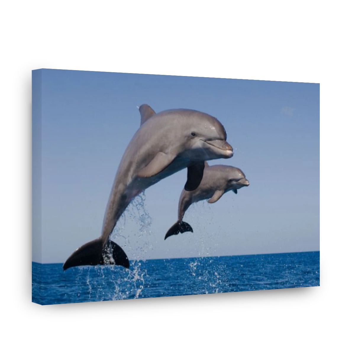 Bottlenose Dolphin Tursiops truncatus Caribbean Sea Honduras