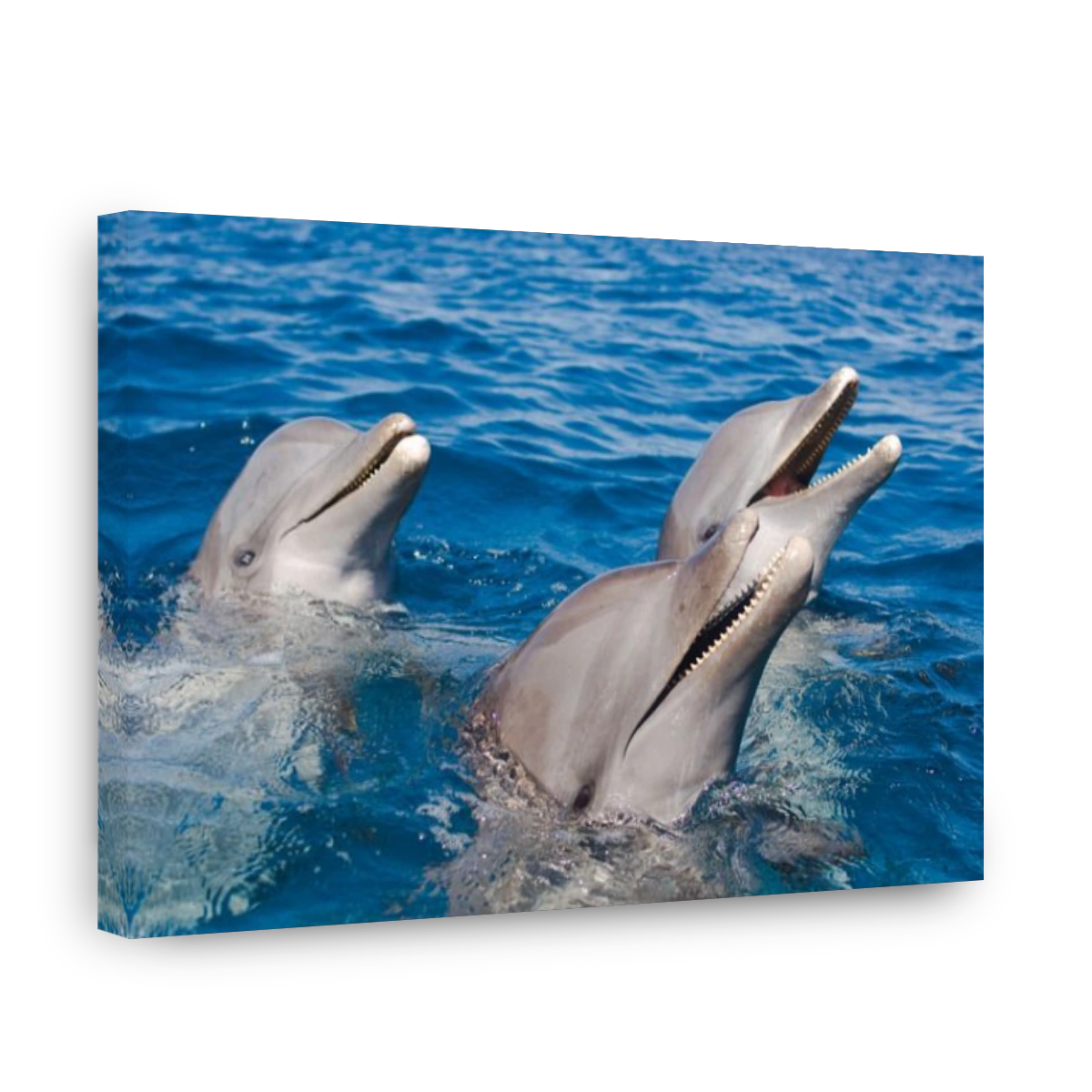 Bottlenose Dolphin Tursiops truncatus Caribbean Sea Honduras
