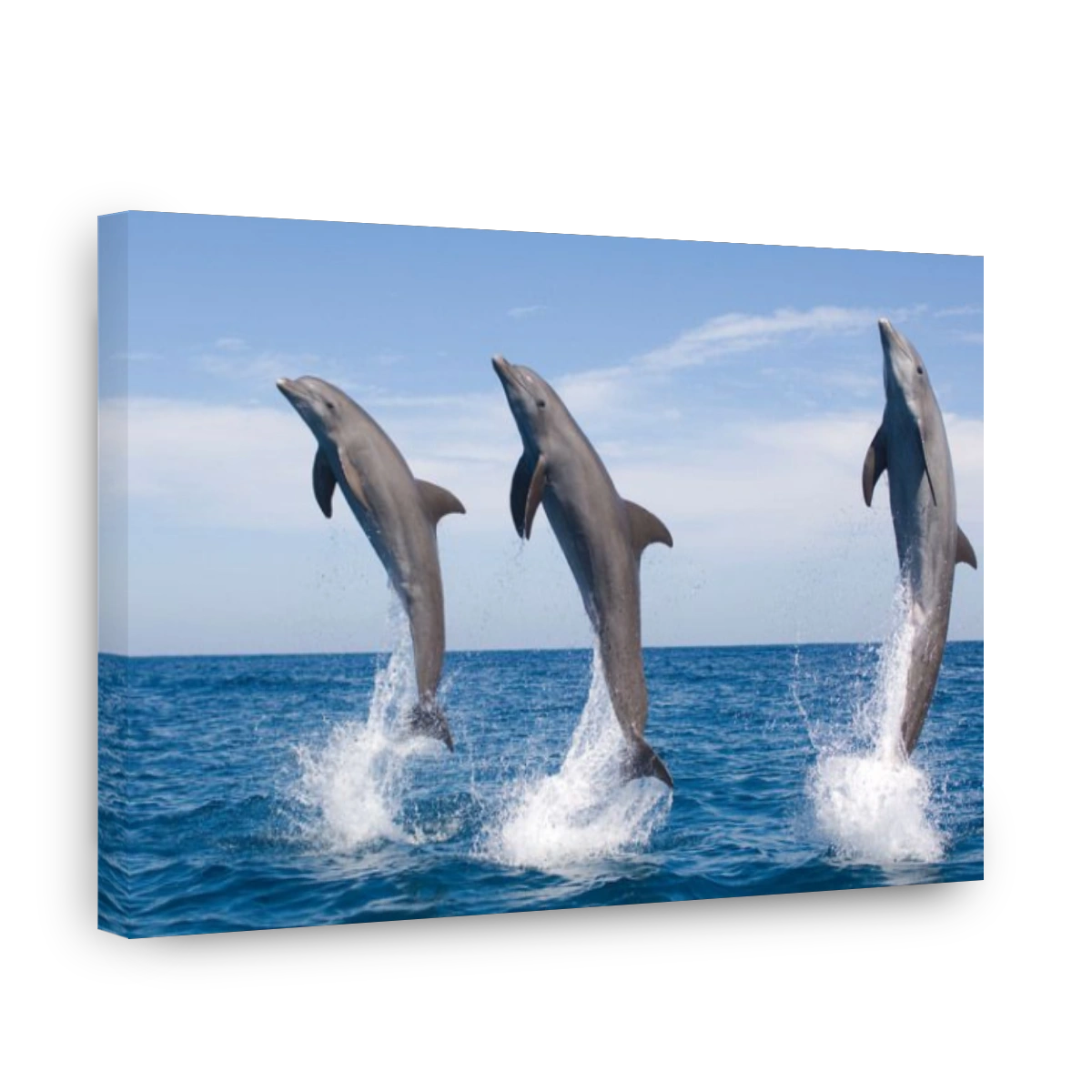Bottlenose Dolphin Tursiops truncatus Caribbean Sea Honduras