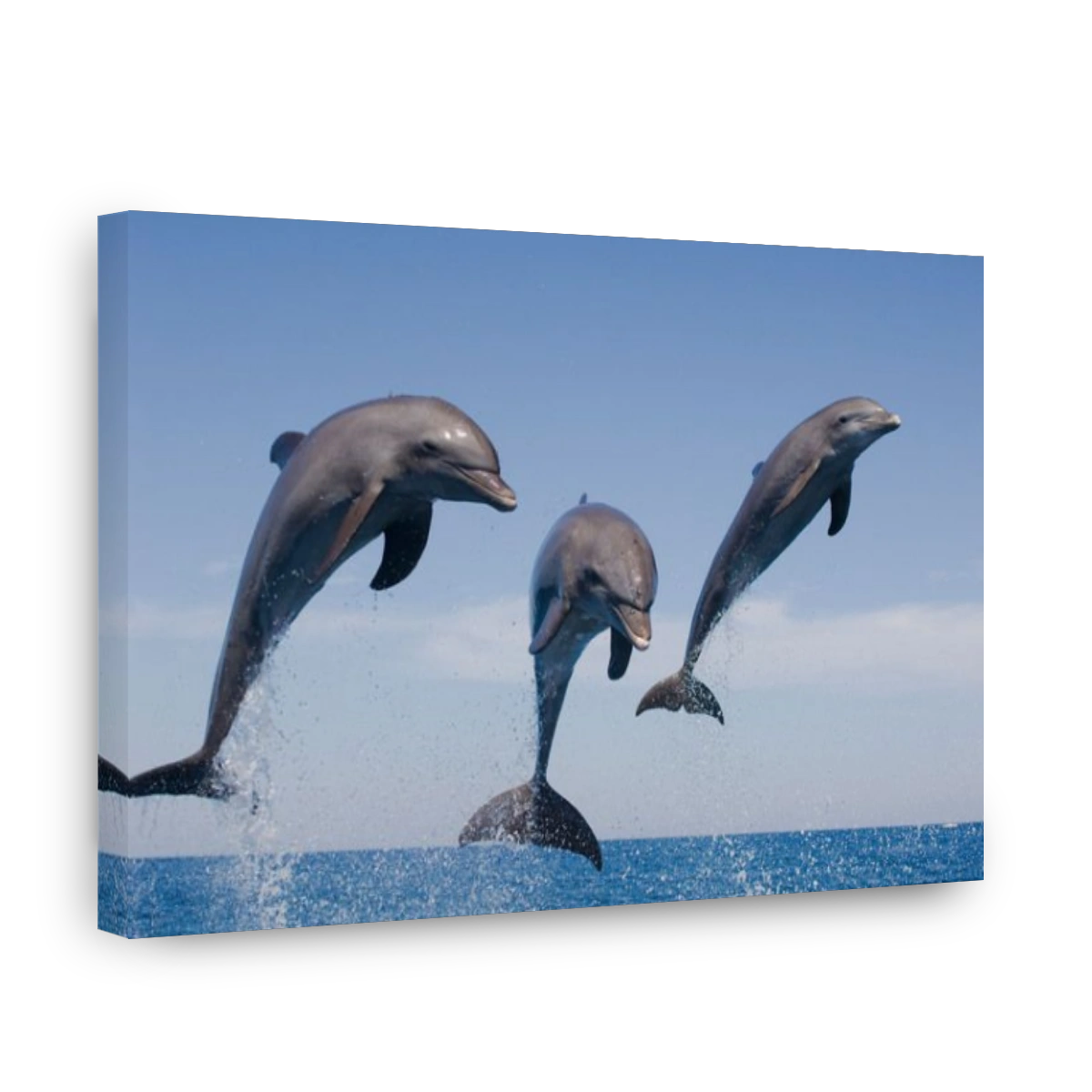 Bottlenose Dolphin Tursiops truncatus Caribbean Sea Honduras