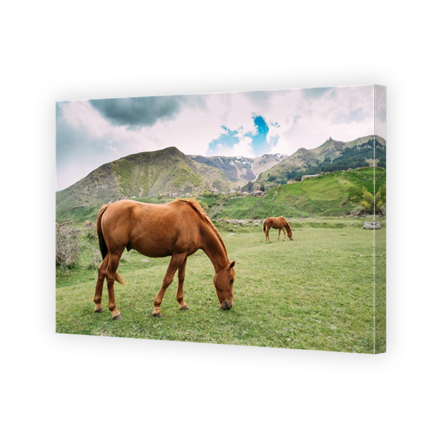 Horse Eating Grass In Spring Pasture. Horse Grazing On A Green Mountain Slope In Spring In Mountains Of Georgia.