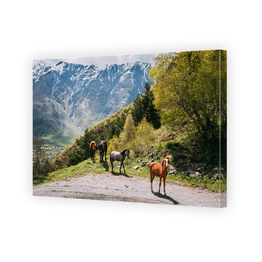 Horses Grazing On Green Mountain Slope In Spring In Mountains Of Georgia Near Stepantsminda Gergeti Village.