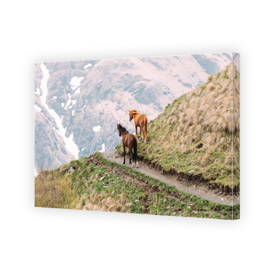 Two Horses Grazing On Green Mountain Slope In Spring In Mountains Of Georgia Near Stepantsminda Gergeti Village.