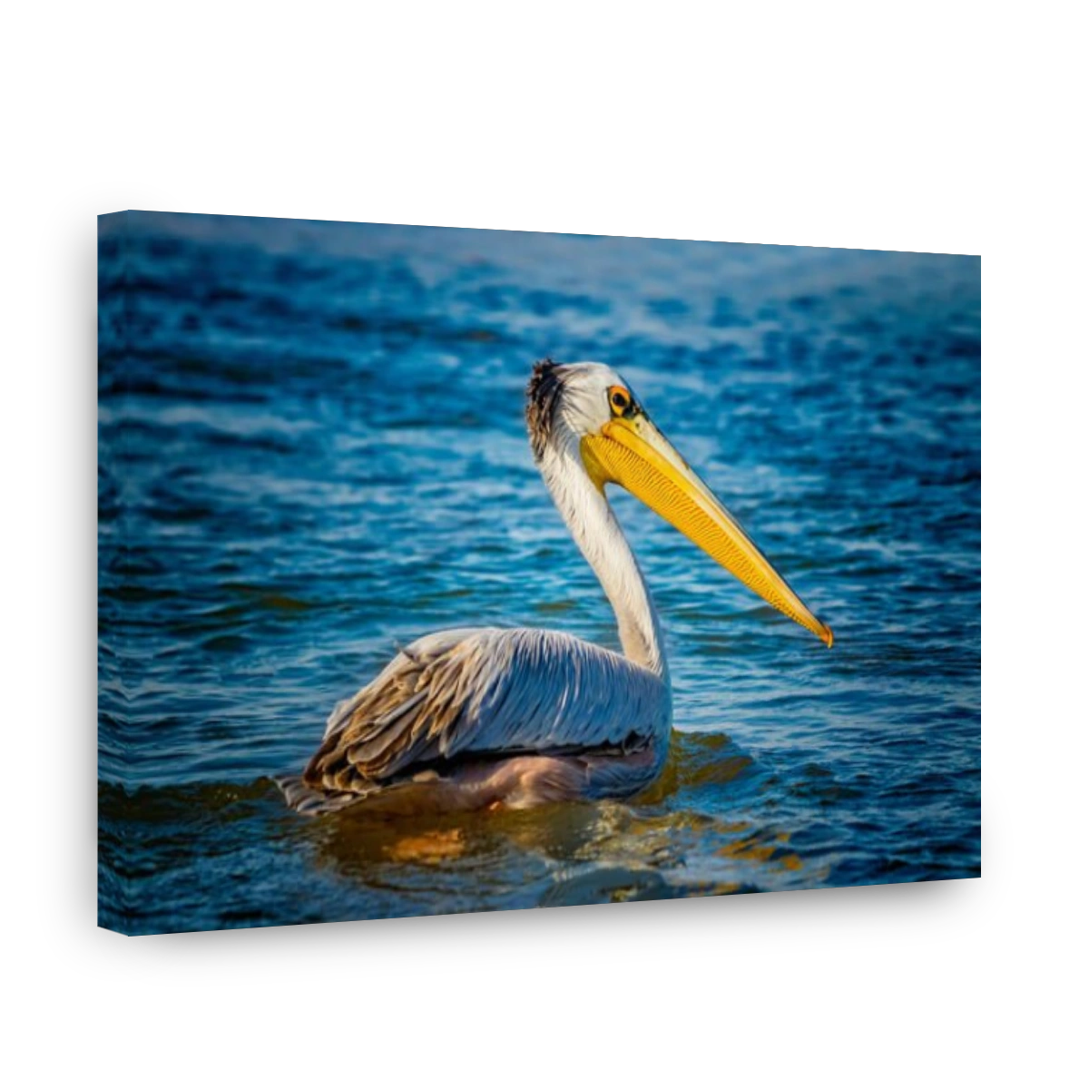 The Pink-backed Pelican or Pelecanus rufescens is floating in the sea lagoon in Africa, Senegal. It is a wildlife photo of bird in wild nature.