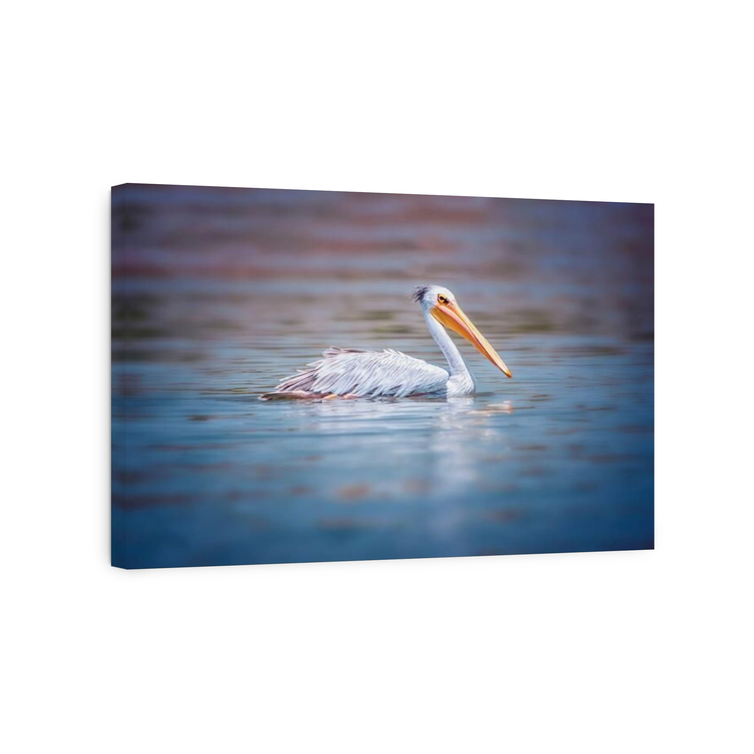 The Pink-backed Pelican or Pelecanus rufescens is floating in the sea lagoon in Africa, Senegal. It is a wildlife photo of bird in wild nature.