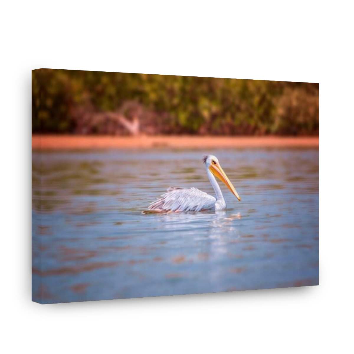 The Pink-backed Pelican or Pelecanus rufescens is floating in the sea lagoon in Africa, Senegal. It is a wildlife photo of bird in wild nature.