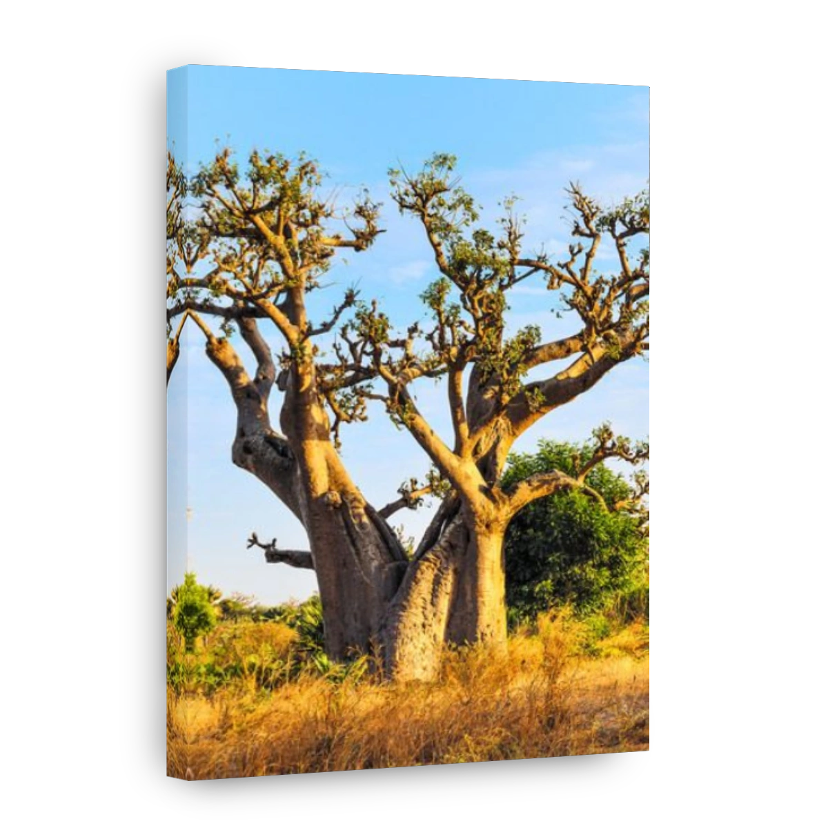 famous baobab tree in Senegal, Africa