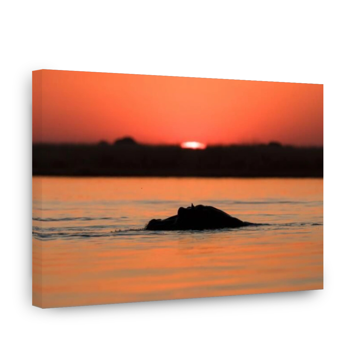 Hippo in the Chobe River at sunset.