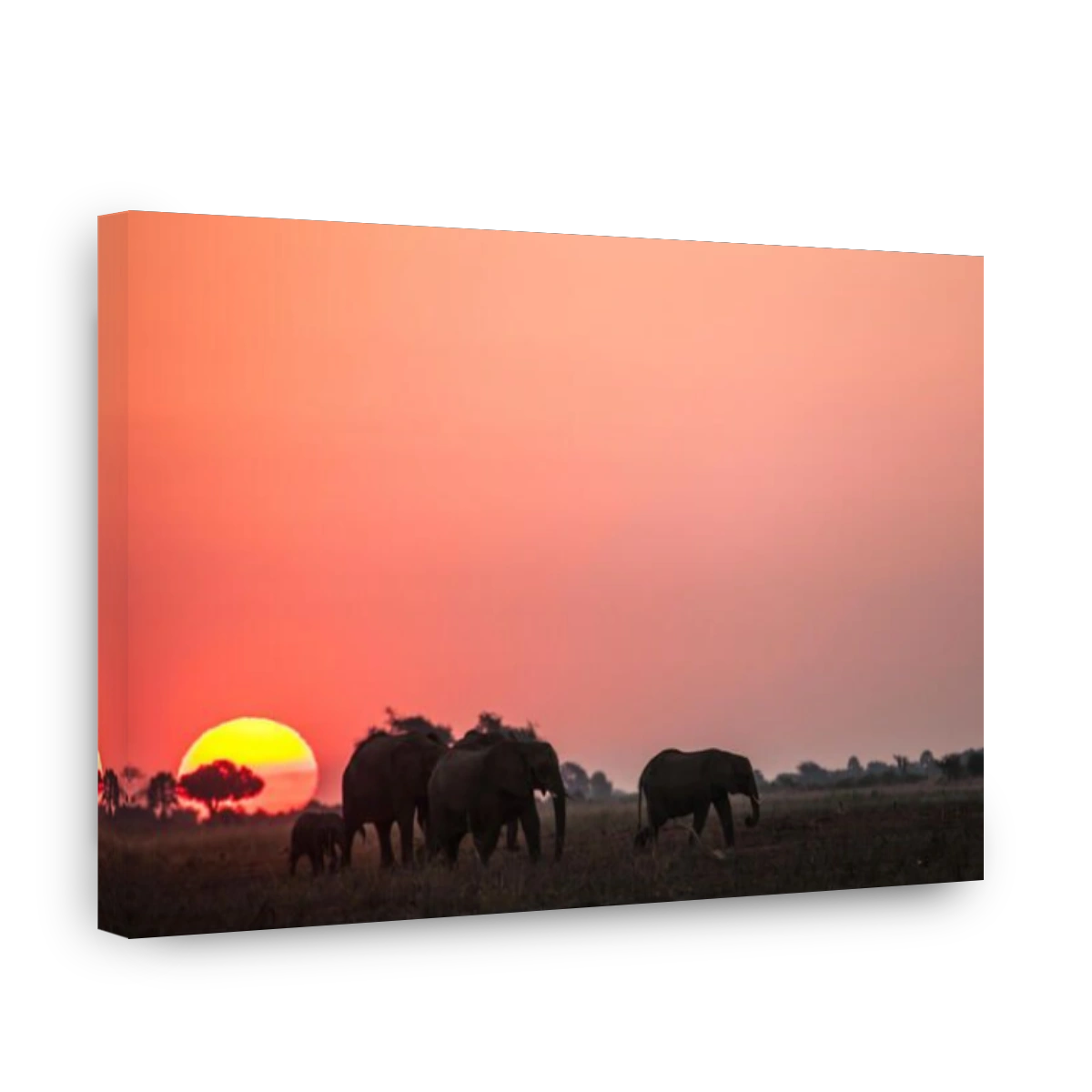 African Elephant