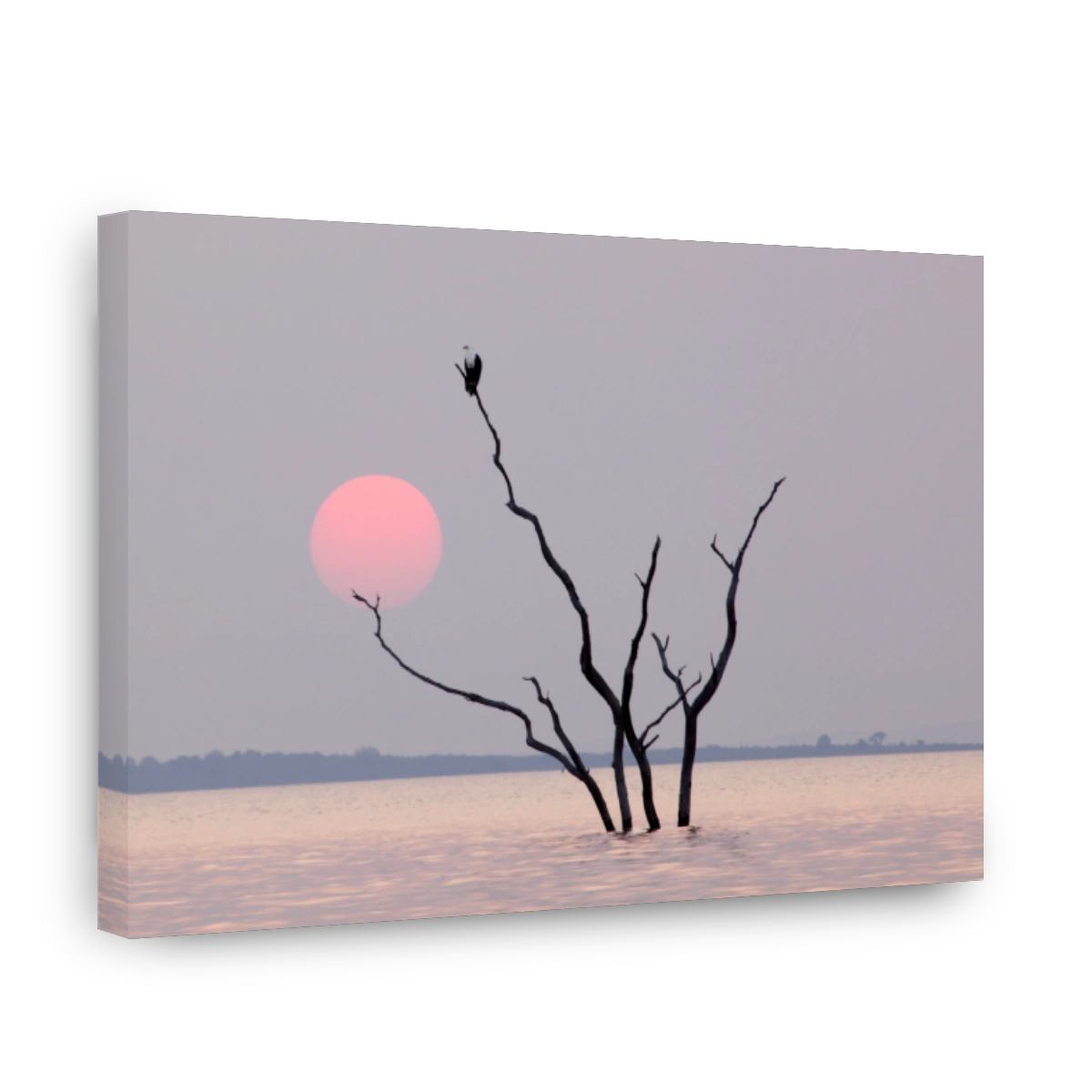 African fish eagle in a tree
