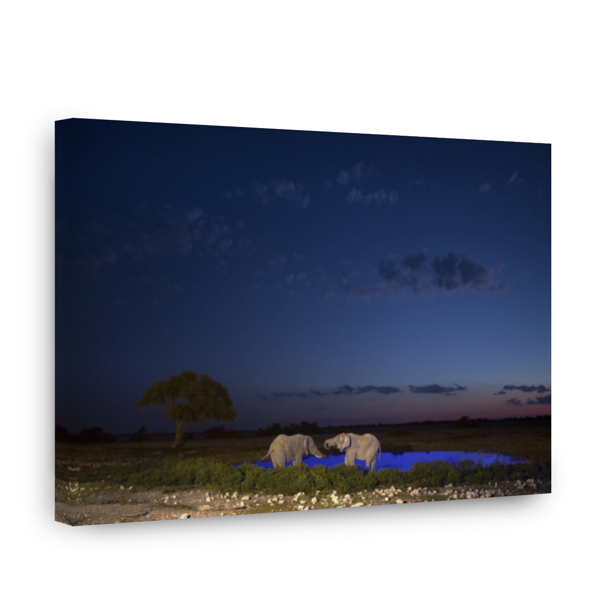 Elephant at a water hole at dusk