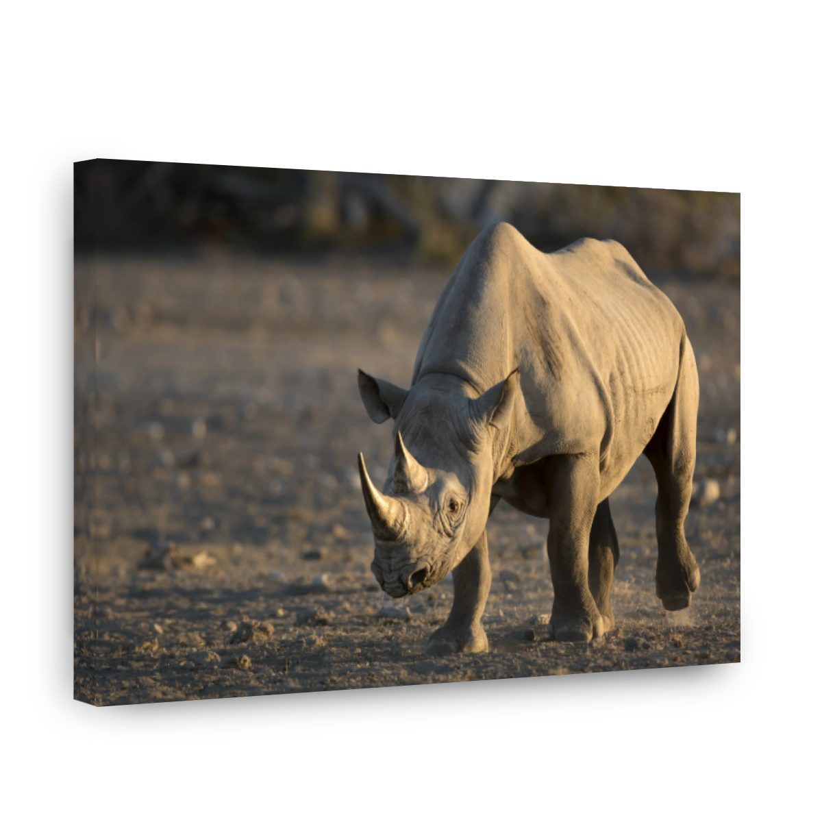 Black Rhino walking to a water hole in Etosha National Park.