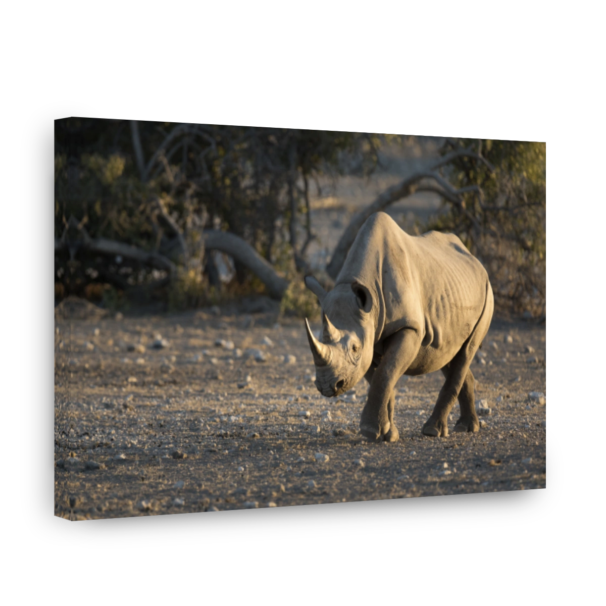 Black Rhino walking to a water hole in Etosha National Park.