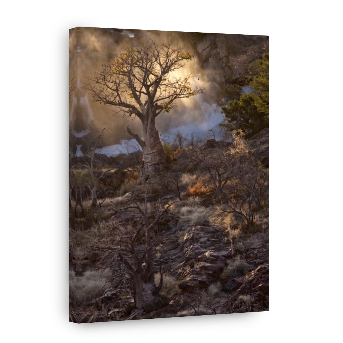 Baobab in the mist