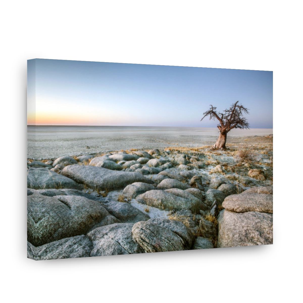 Lone Baobab tree