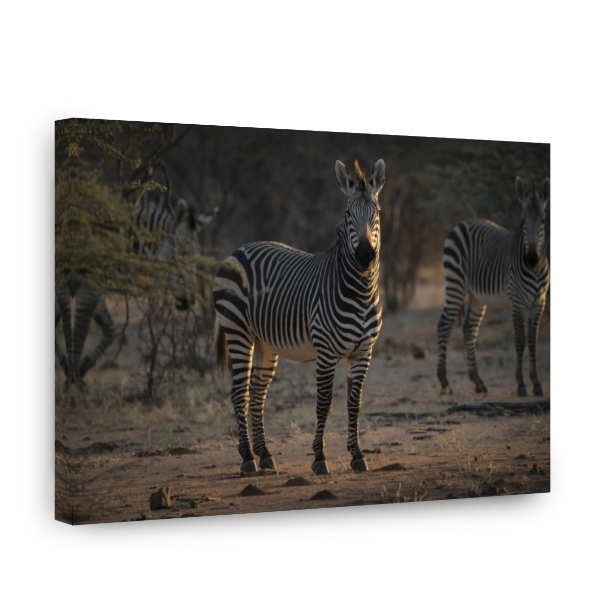 Zebra staring at the camera in last light of day.