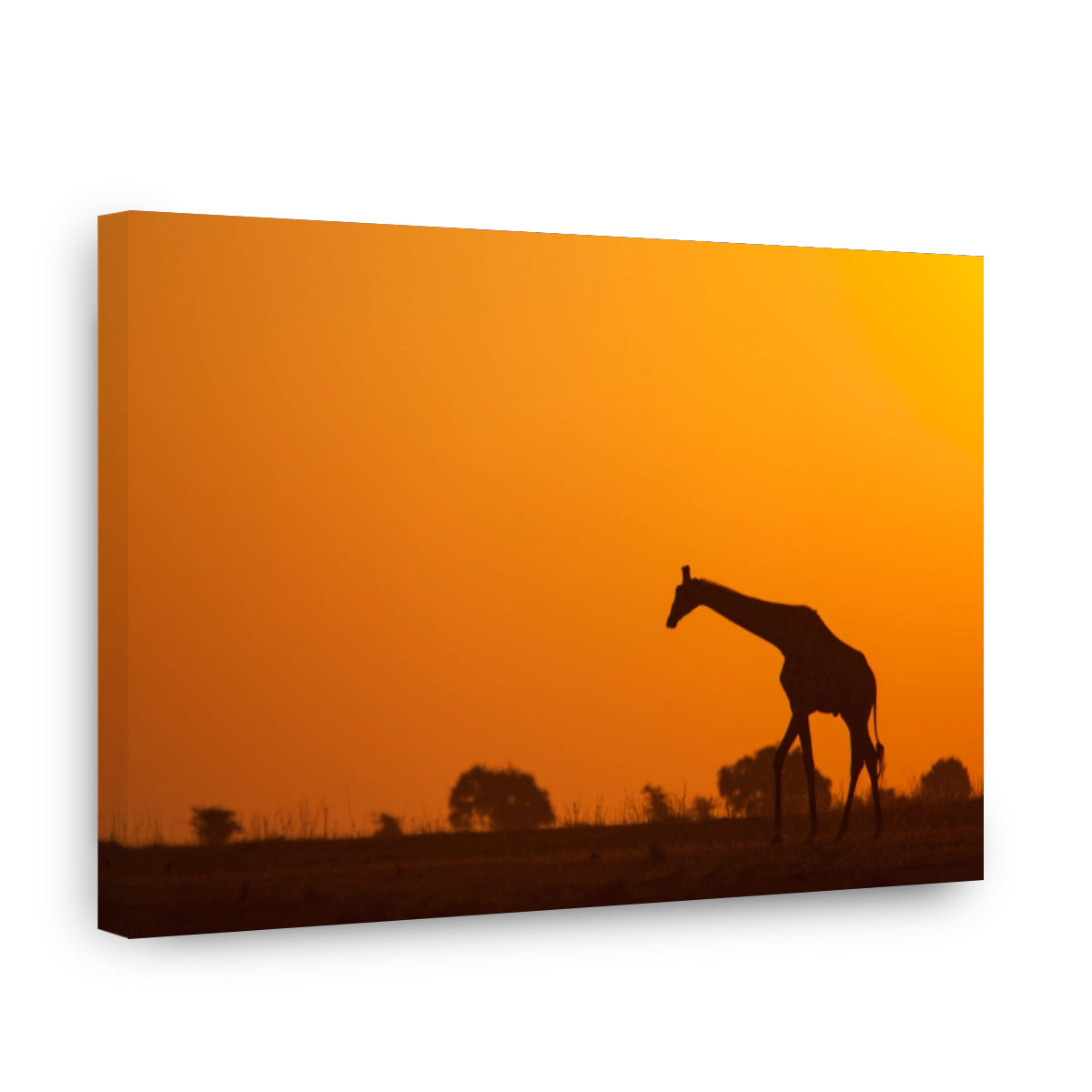 Giraffe sunset