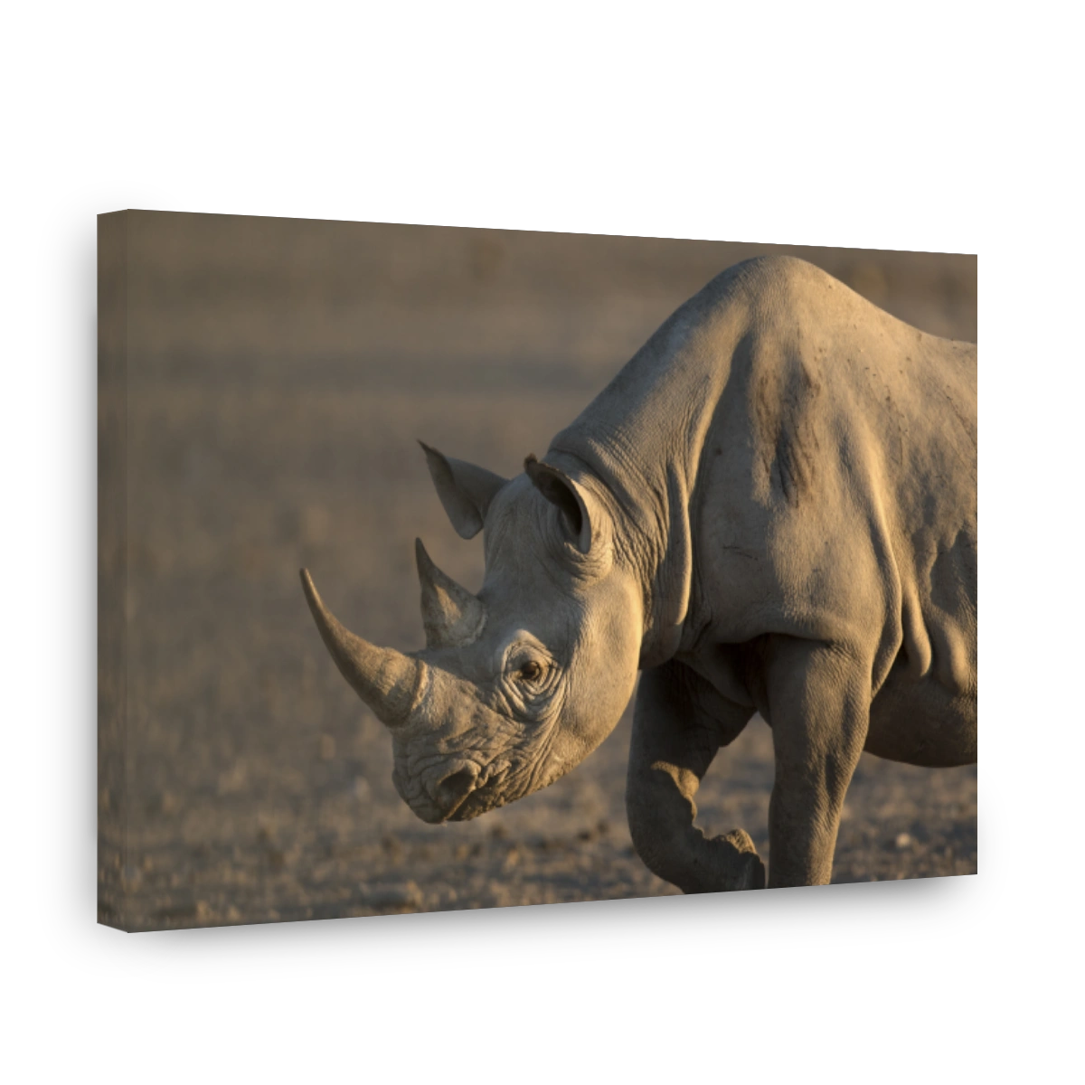 Black Rhino walking to a water hole in Etosha National Park.