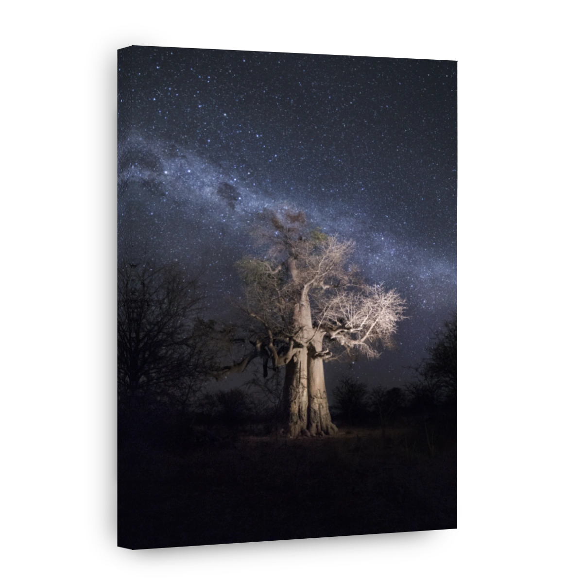 A Baobab tree at night.