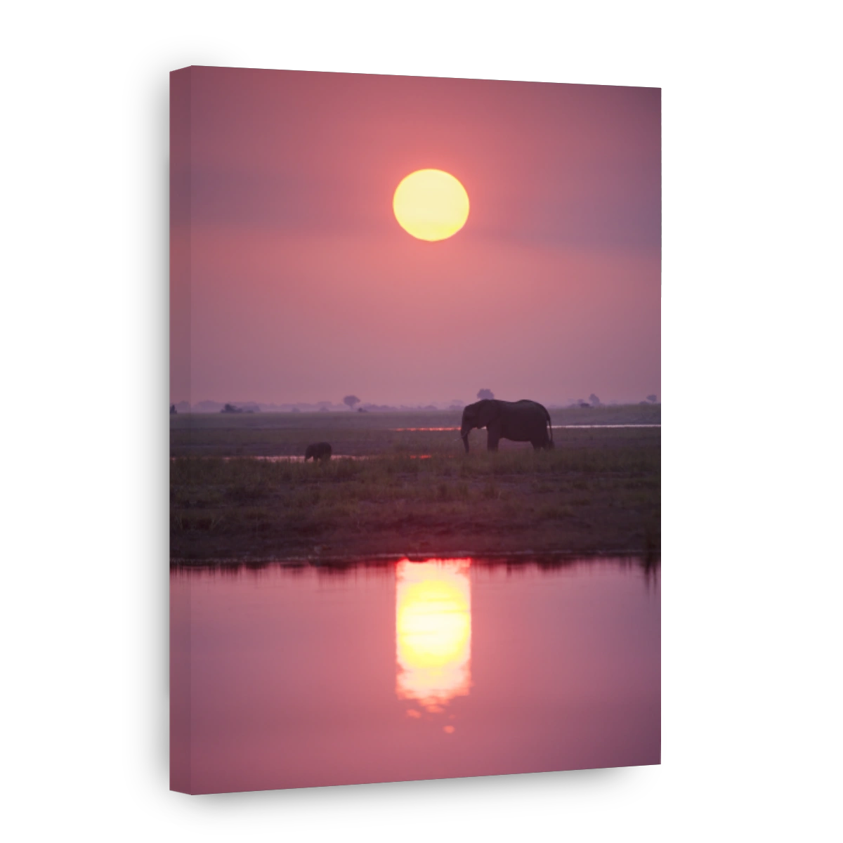 Elephant at sunset