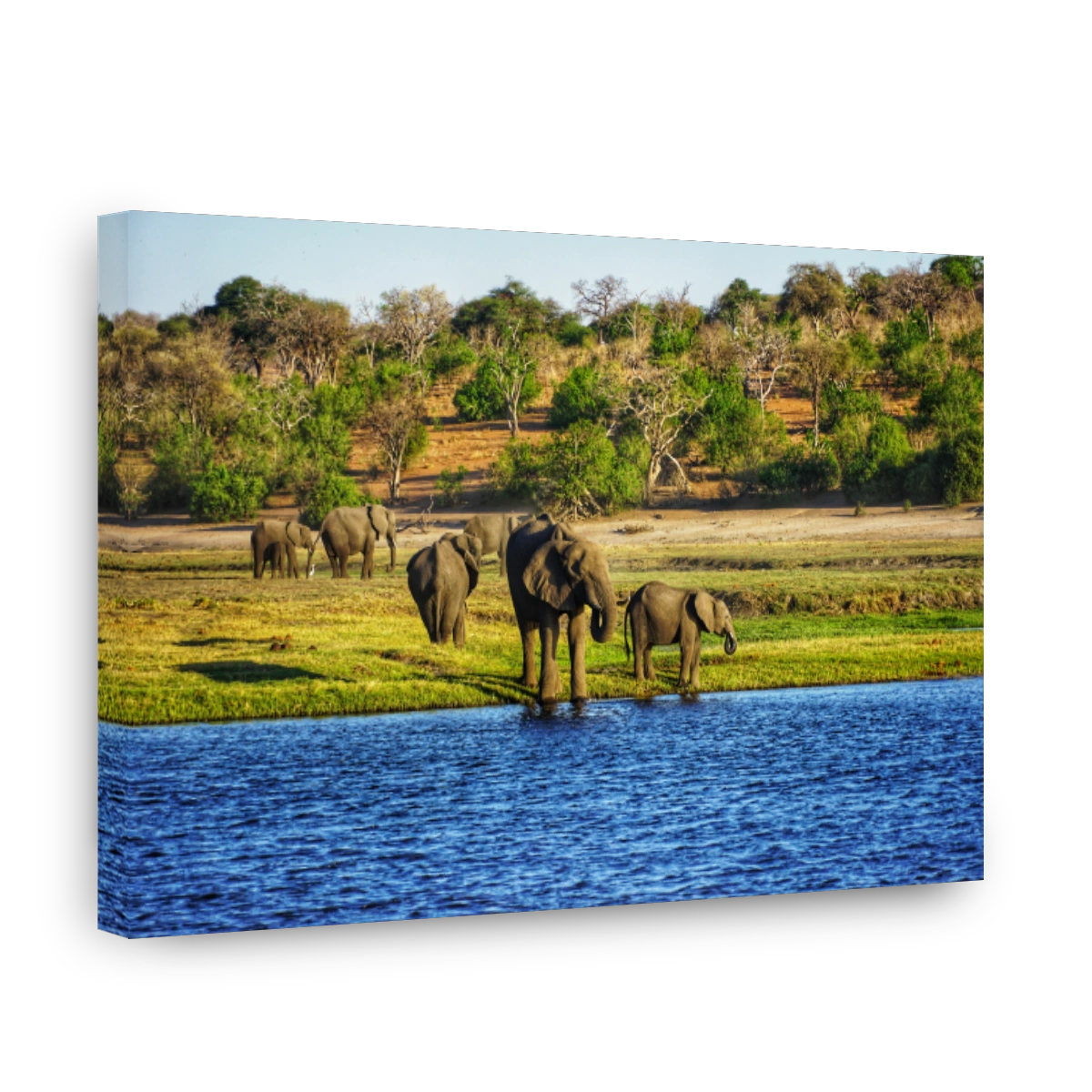 Elefant Herd Across Chobe River