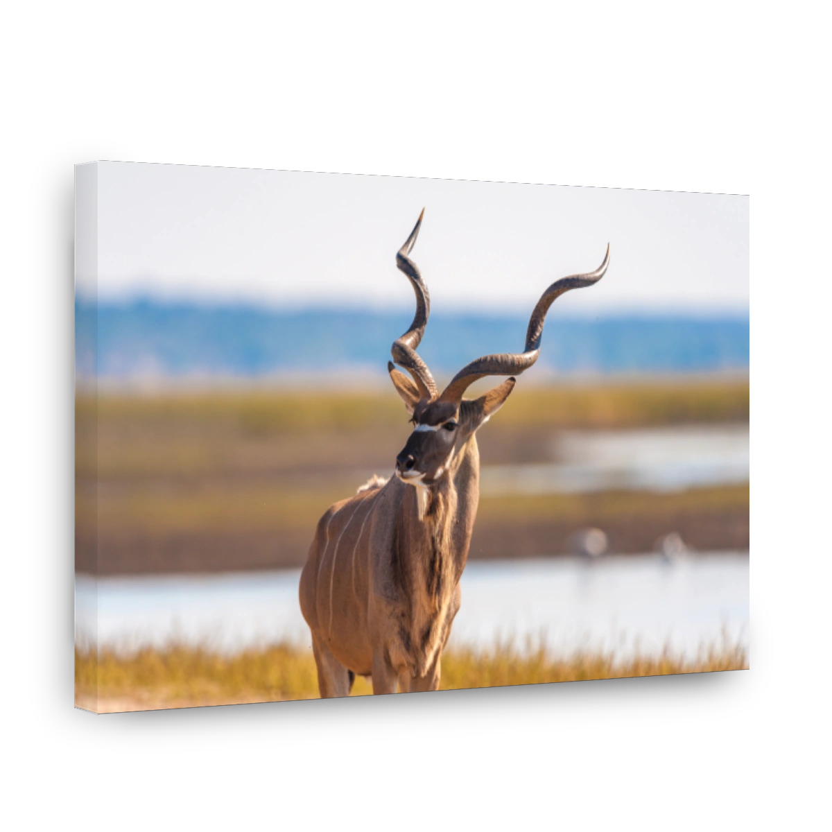 Kudu bull