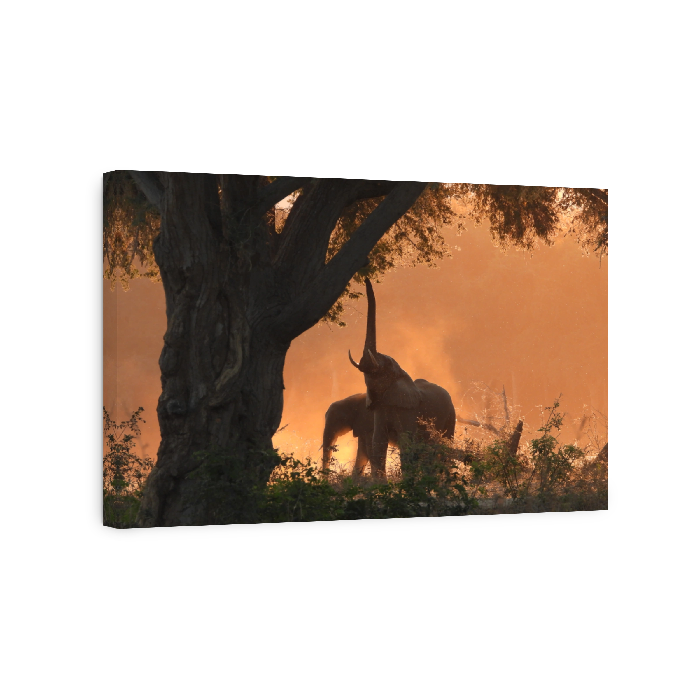 African elephants