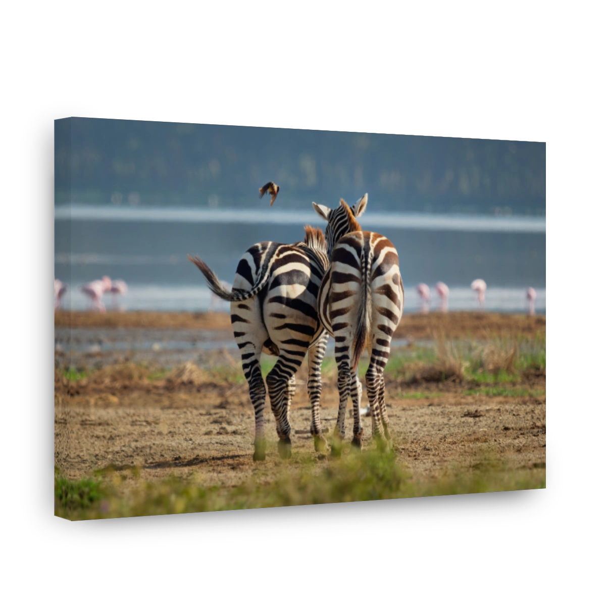 Plains Zebra - Equus quagga formerly Equus burchellii, also common zebra, most common and widespread species of zebra, black and white stripes in savannah, back view pair in love in Lake Nakur