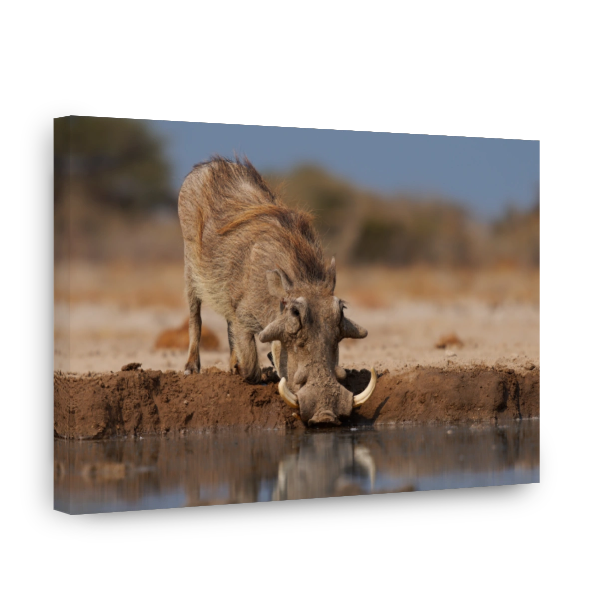 Common Warthog - Phacochoerus africanus  wild member of pig family Suidae found in grassland, savanna, and woodland, warthog pig in savannah in Africa drinking from namibian waterhole in Etosha