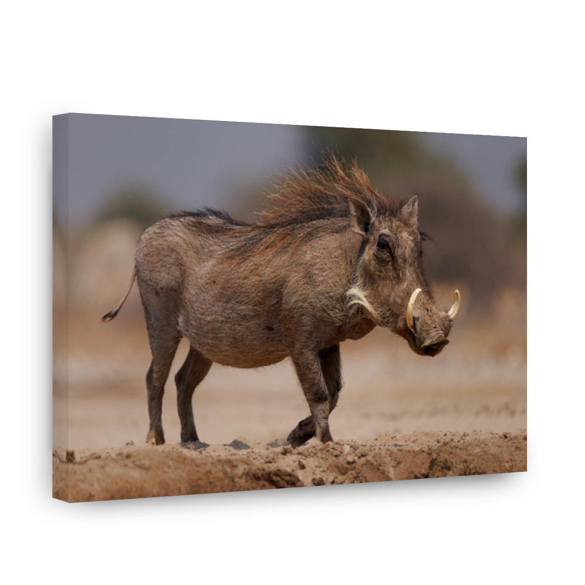 Common Warthog - Phacochoerus africanus  wild member of pig family Suidae found in grassland, savanna, and woodland, beautiful portrait of warthog pig in savannah in Africa, animals around the water