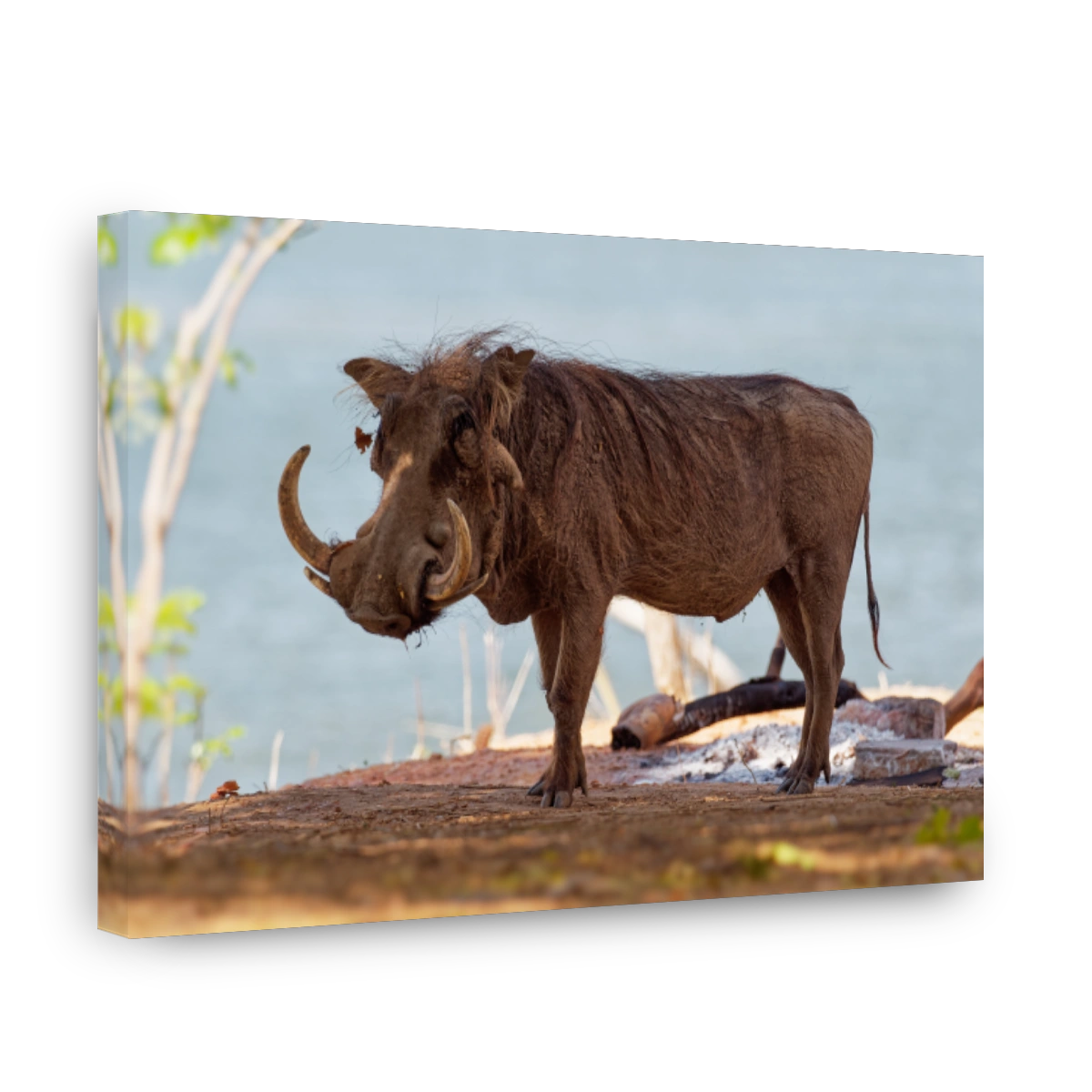Common Warthog - Phacochoerus africanus  wild member of pig family Suidae found in grassland, savanna, and woodland, in the past it was as a subspecies of P. aethiopicus.