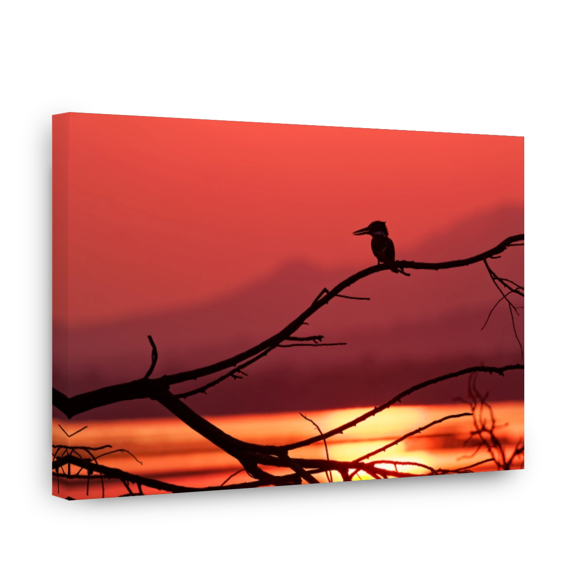 Giant Kingfisher - Megaceryle maxima  is the largest kingfisher in Africa, where it is a resident breeding bird. Orange and pied black and white color during sunset