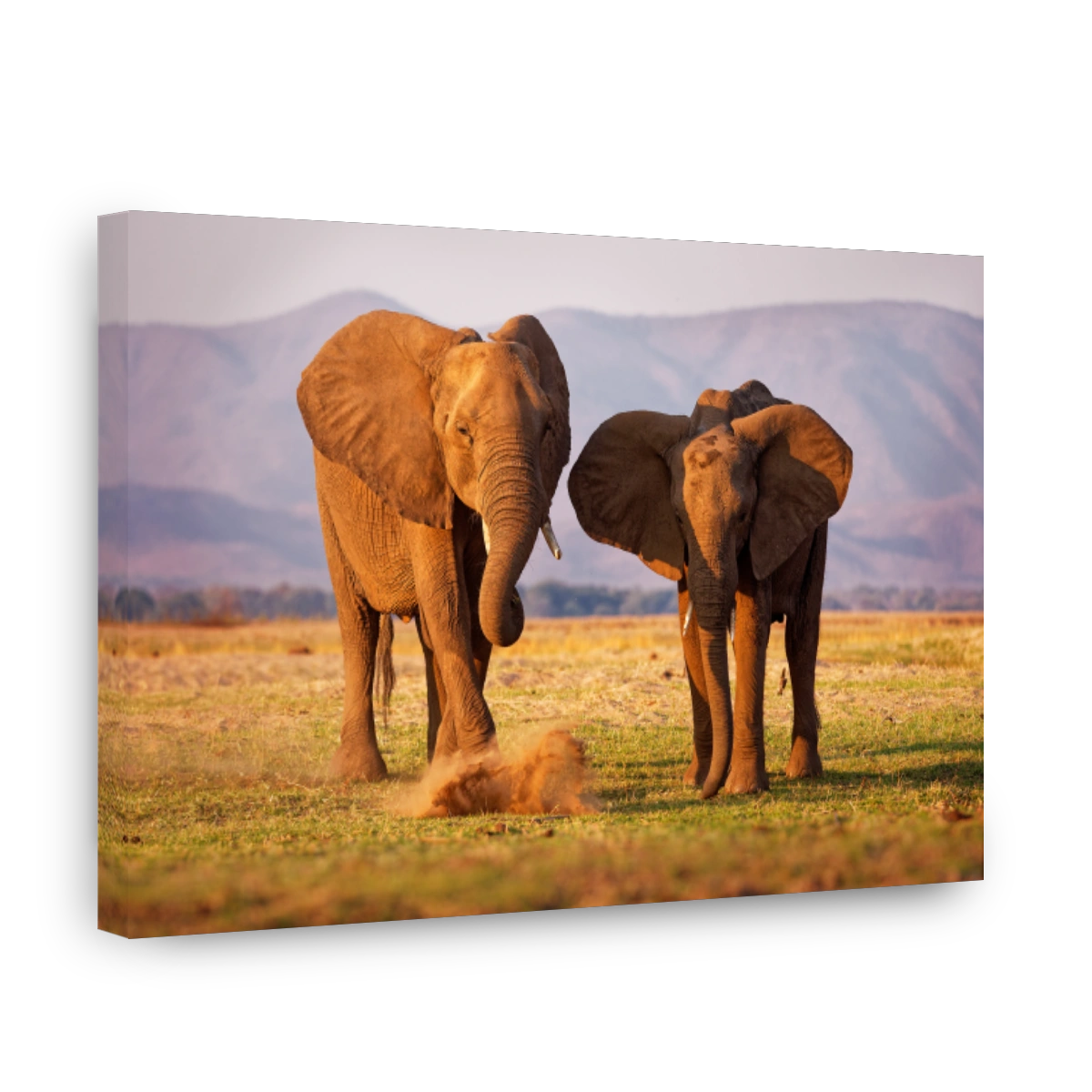 African Bush Elephant - Loxodonta africana pair of two elephants on the Zambezi riverside, Mana Pools in Zimbabwe near Zambia mountains during sunset.