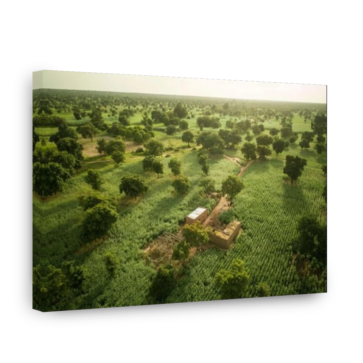 Acres and acres of quality sesame grow in fields belonging of a farmer in rural Mouhoun Province, Burkina Faso, West Africa.
