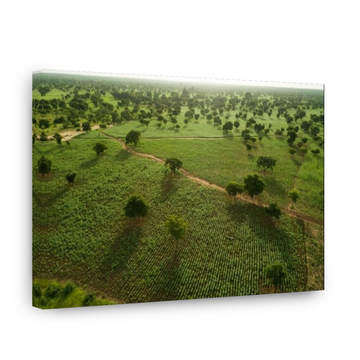Acres and acres of quality sesame grow in fields belonging of a farmer in rural Mouhoun Province, Burkina Faso, West Africa.