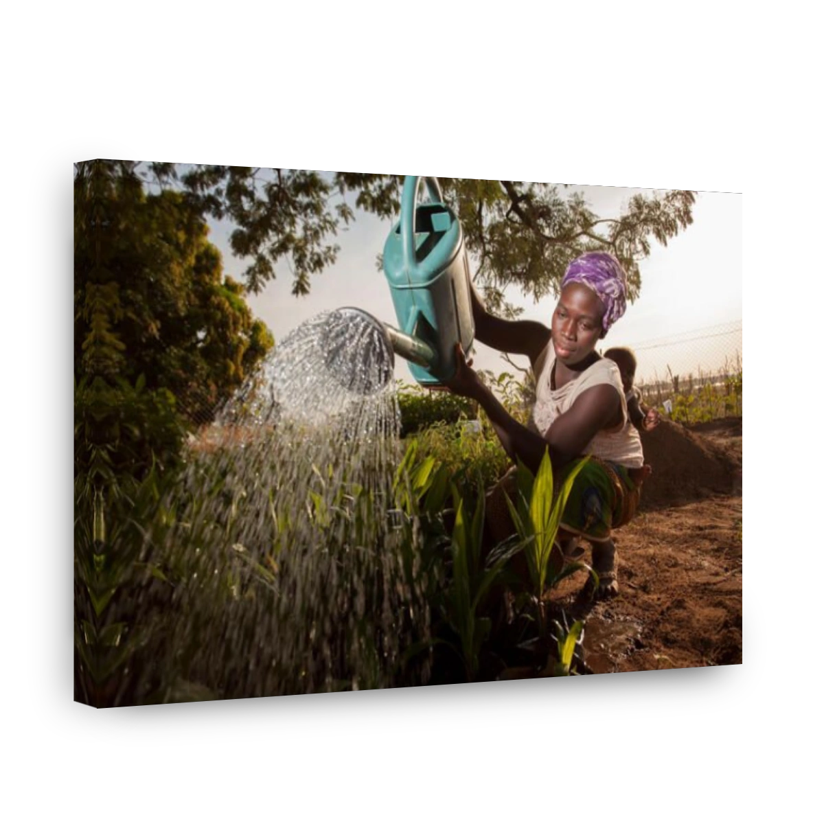 Tree and seedling nursery in Banfora Department, Burkina Faso.