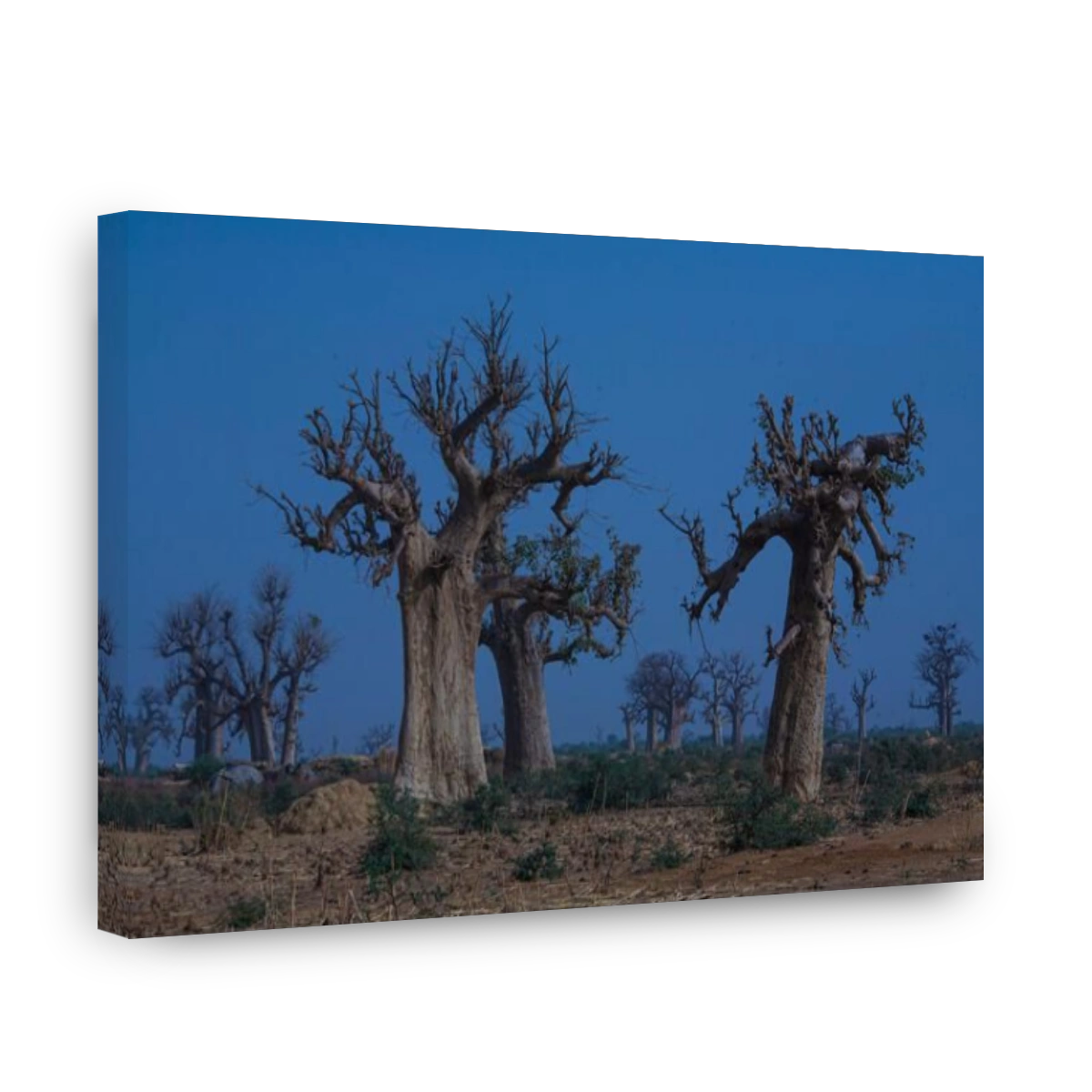 A group of Baobab trees near Mopti , Mali , West Africa