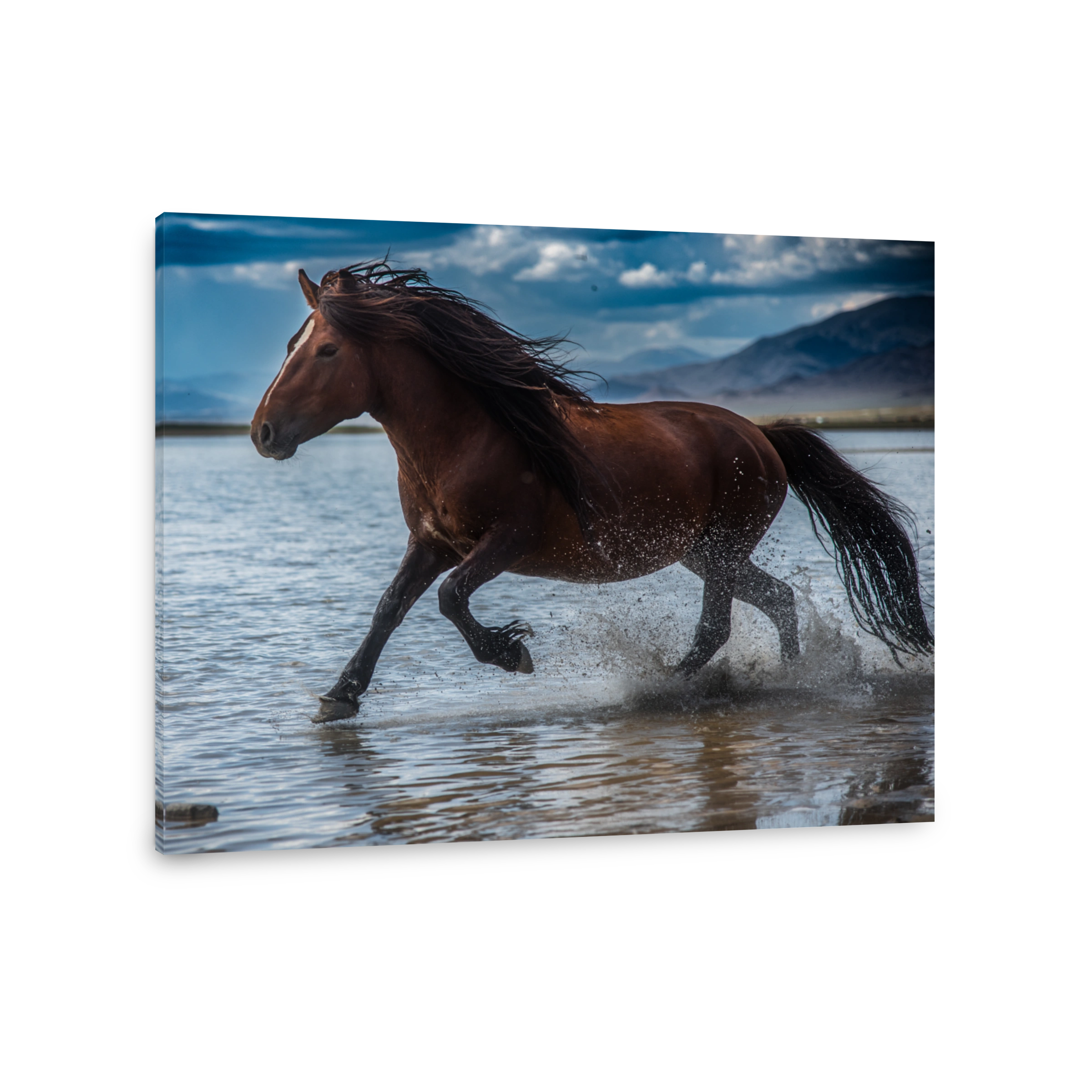Wild horse galloping through water in steppe