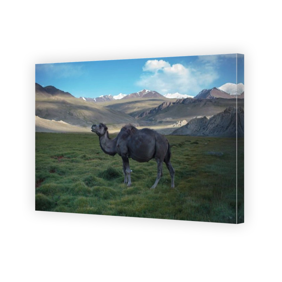 Lone camel in the Wakhan Corridor, Badakhshan, Afghanistan