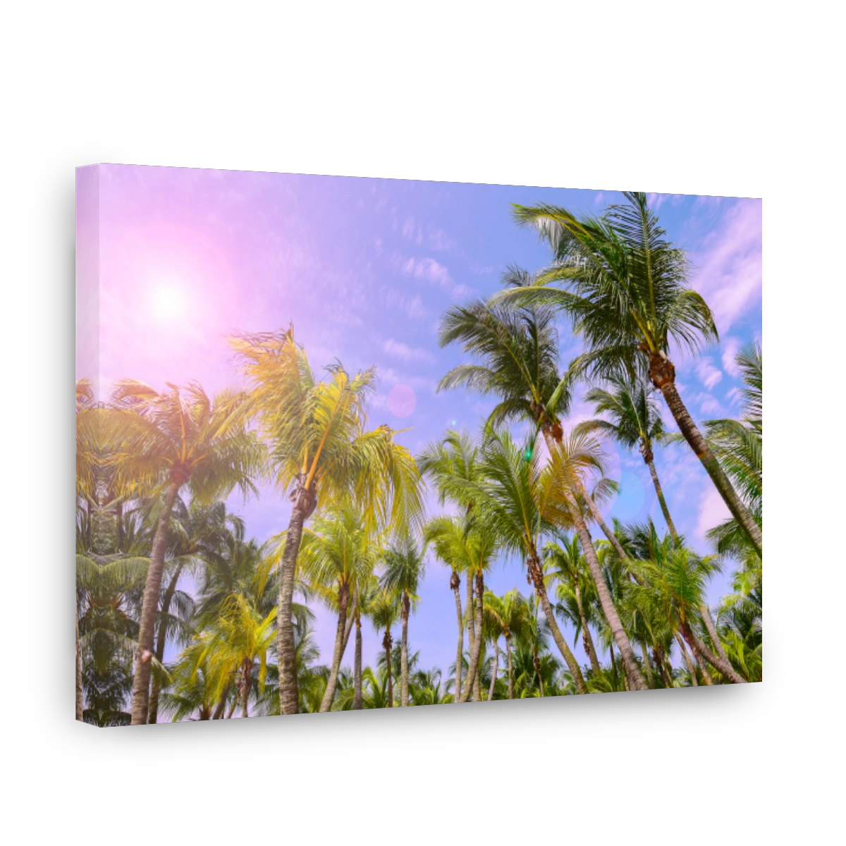 Palm trees