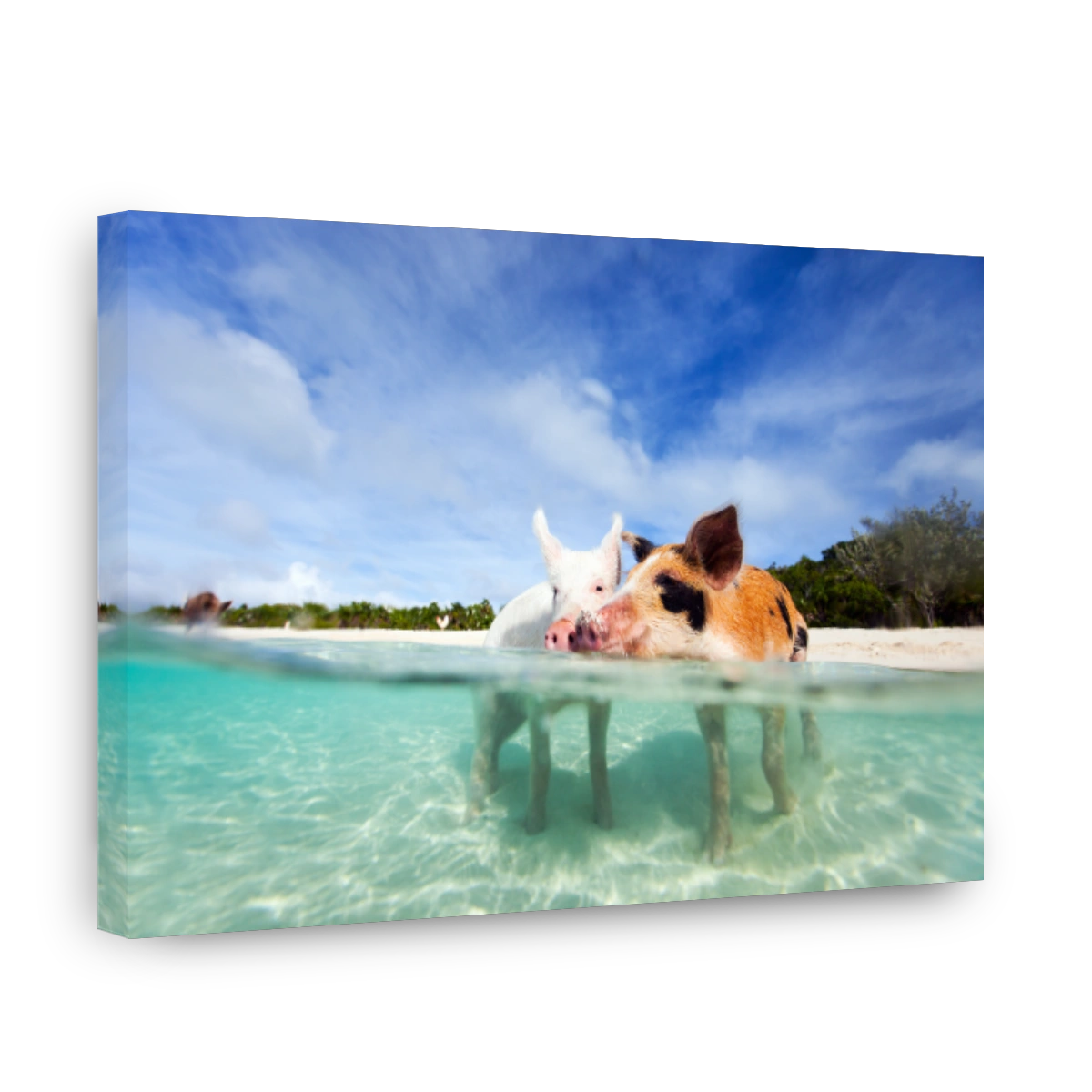 Swimming pigs of Exuma