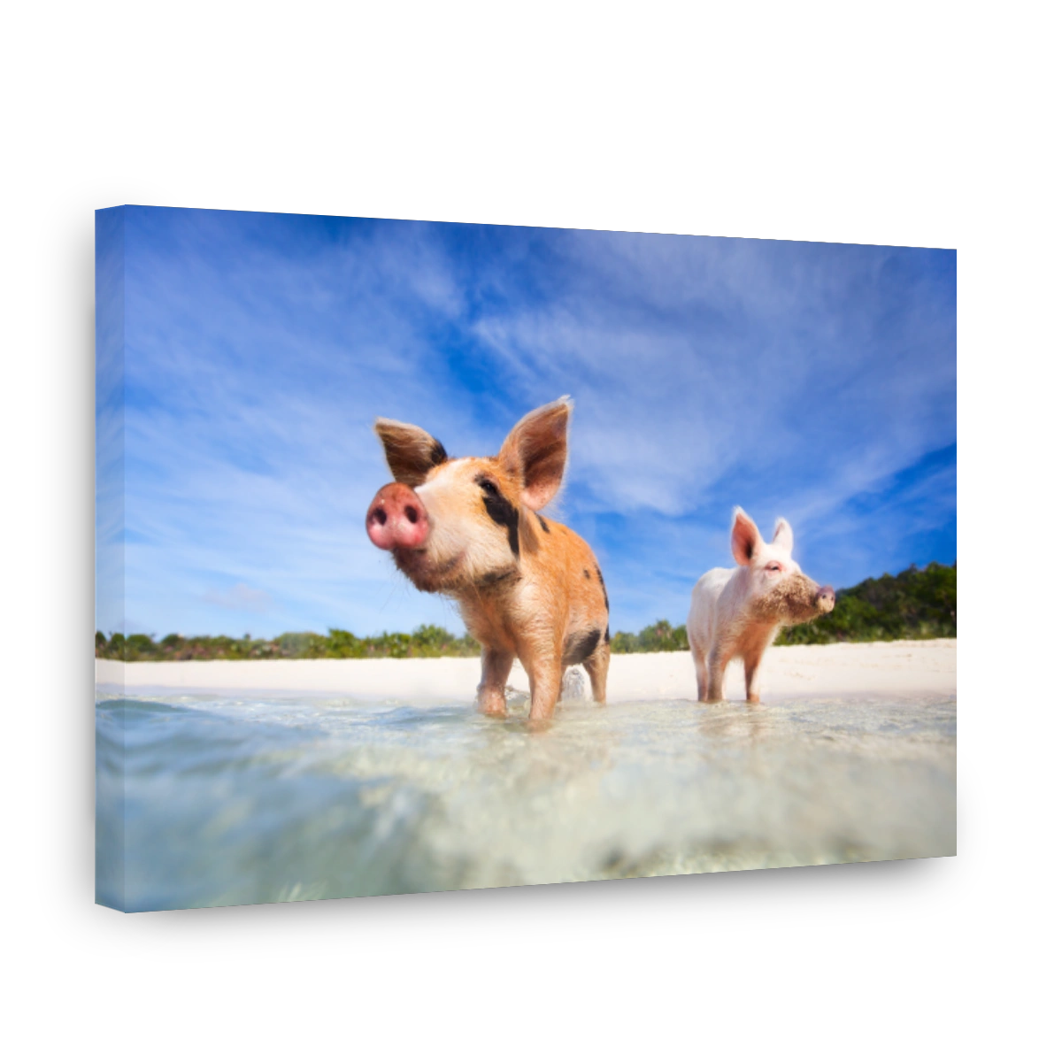 Two pigs of exumas in the shore ready to swim