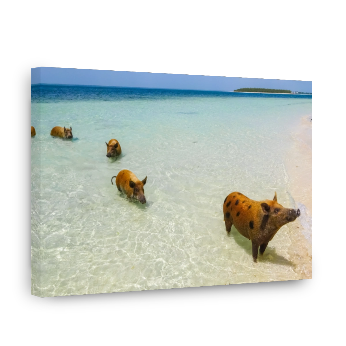 Pig Beach, Bahamas