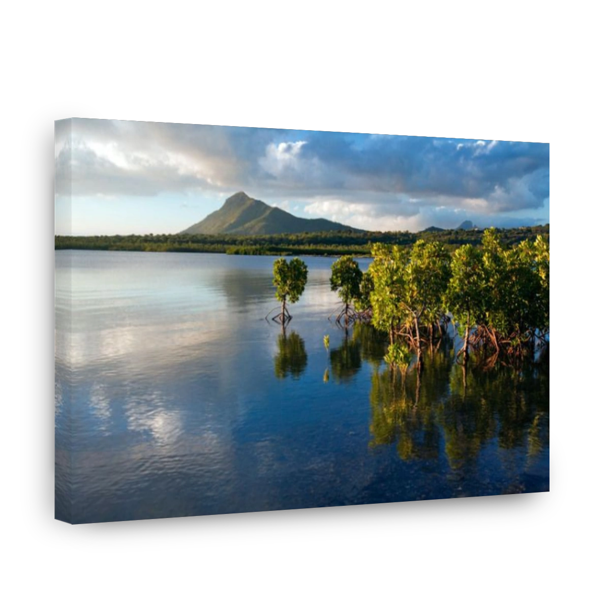 Young Mangrove plants with exposed roots at sunset, Mauritius, Indian Ocean