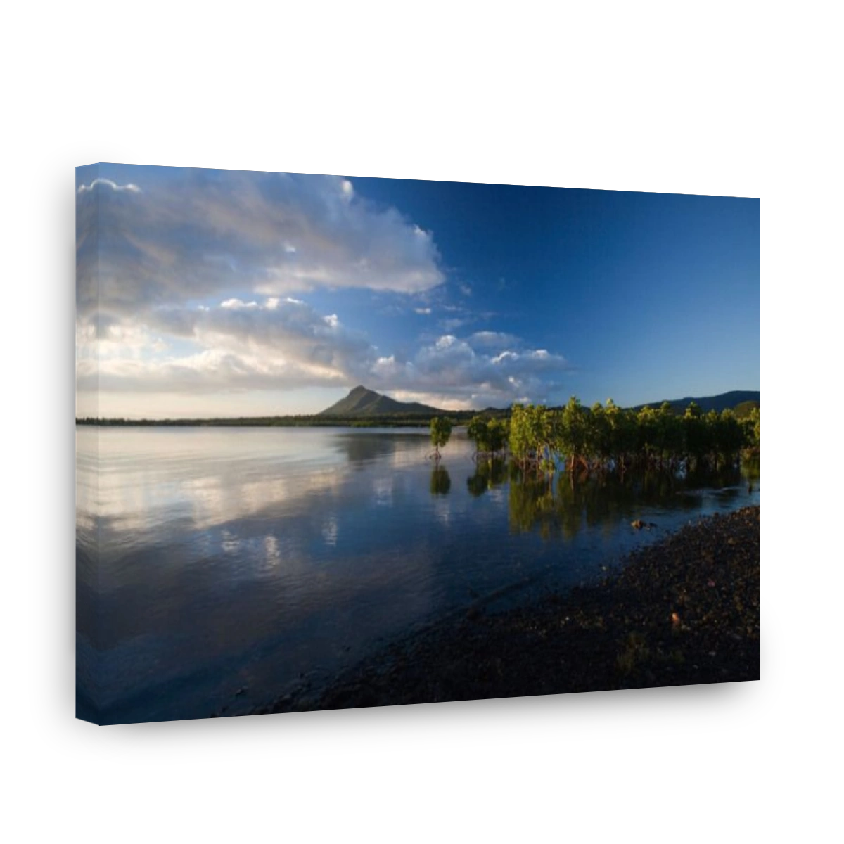 Young Mangrove plants with exposed roots at sunset, Mauritius, Indian Ocean
