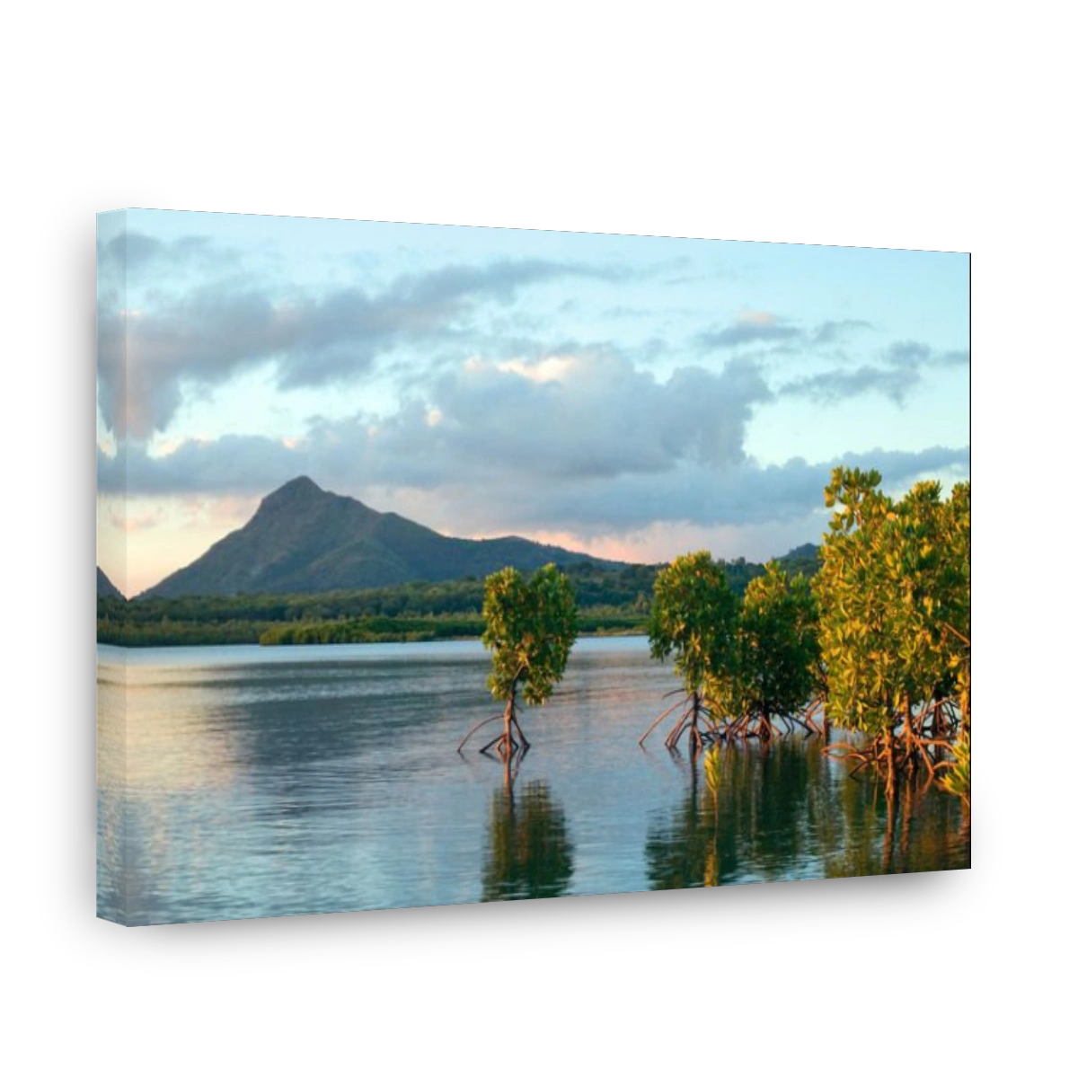 Young Mangrove plants with exposed roots at sunset, Mauritius, Indian Ocean